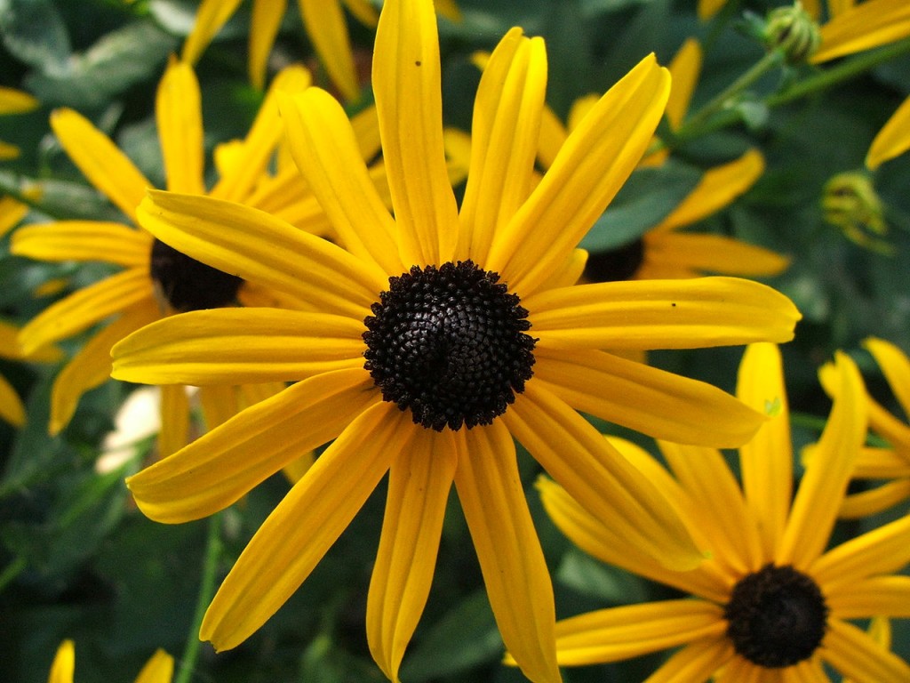 Rudbeckia_fulgida