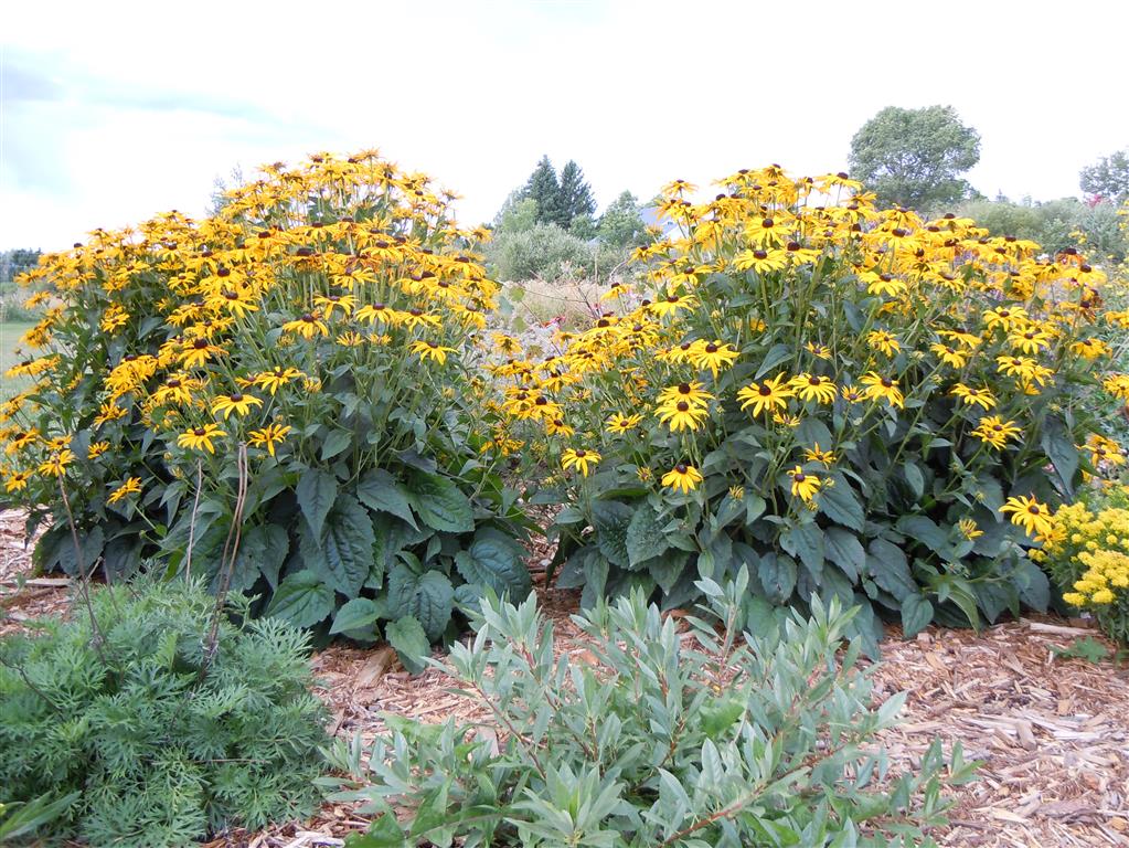 Rudbeckia_hirta_0350