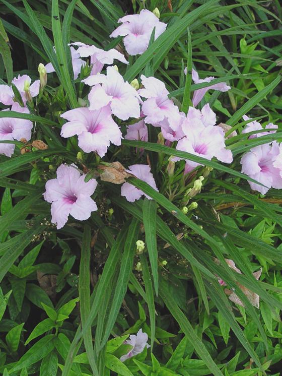 Ruellia Coerulea