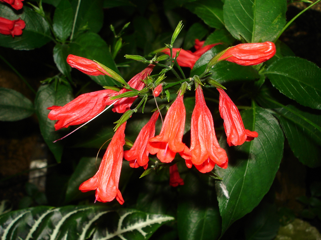 Ruellia brevifolia