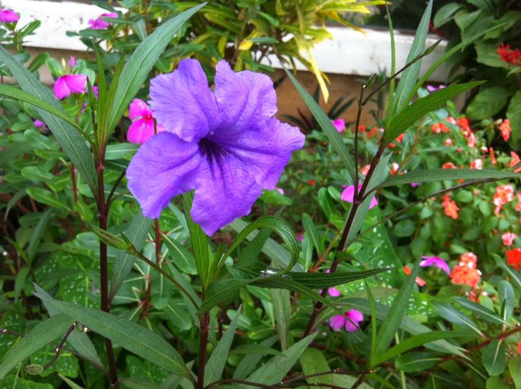 Ruellia coerulea_YY