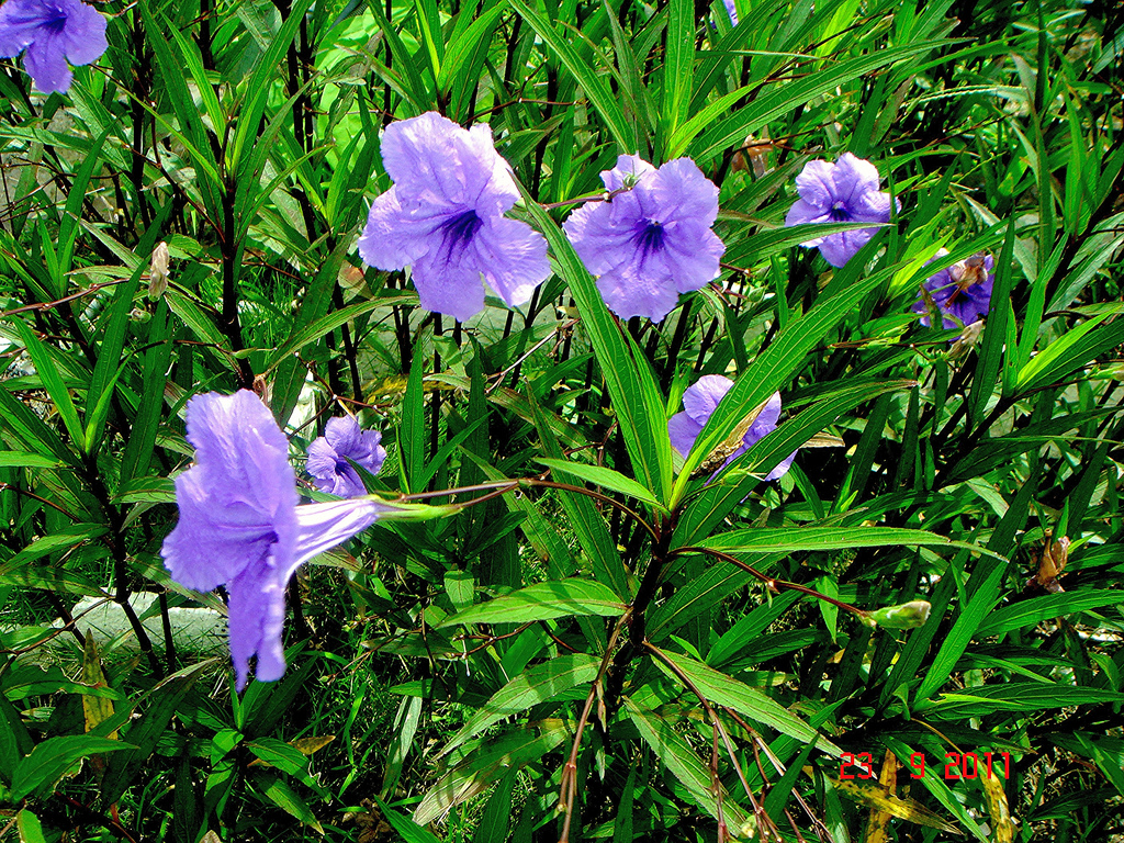 Ruellia