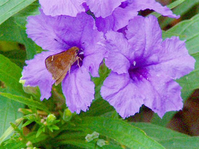 Ruellia1