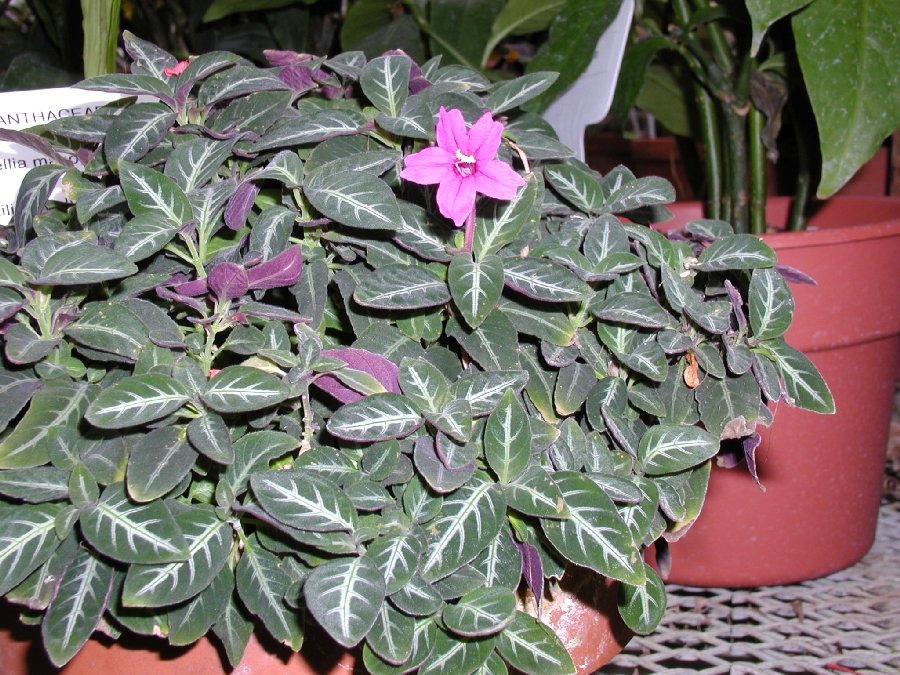 Ruellia_makoyana