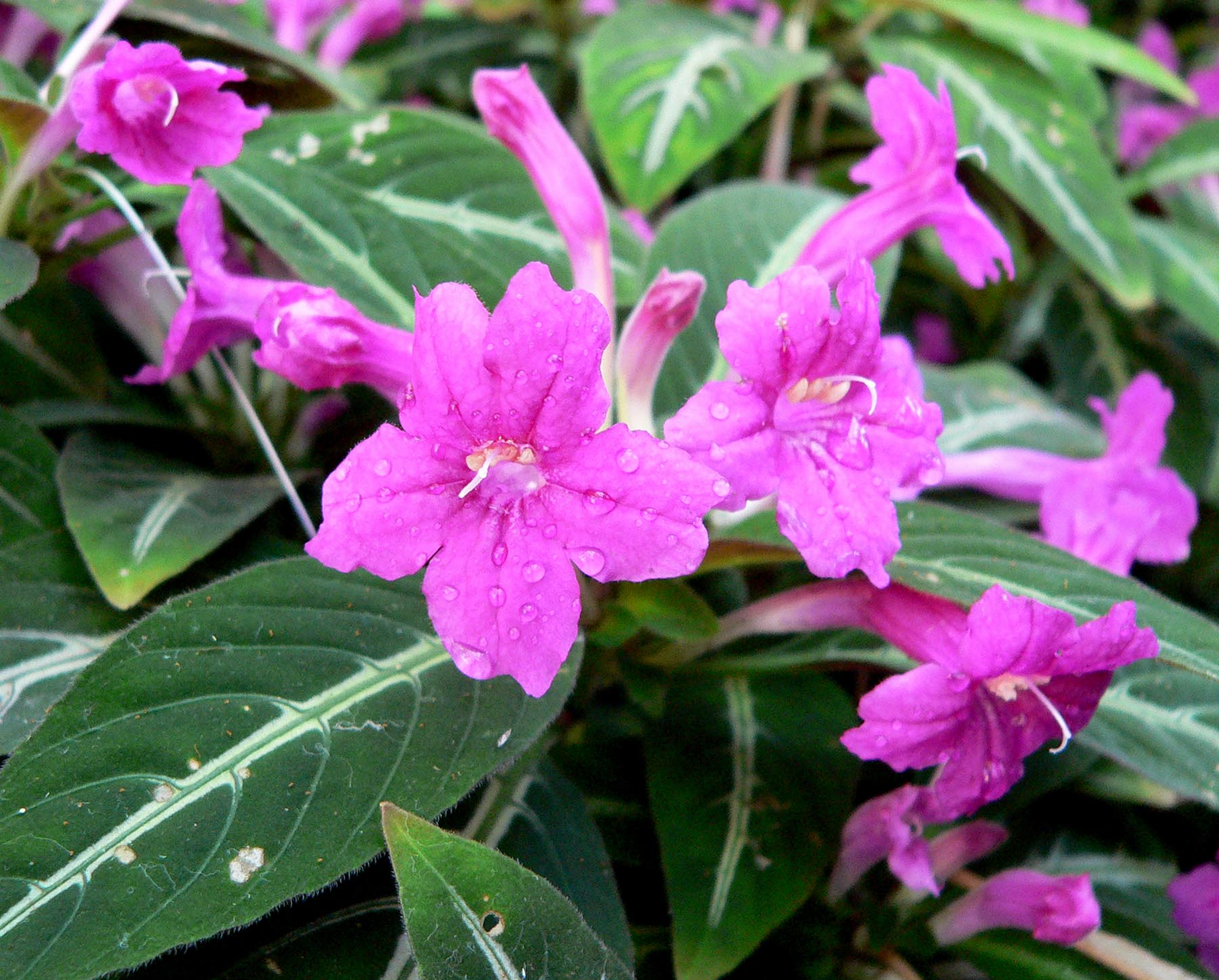 Ruellia_makoyana_1