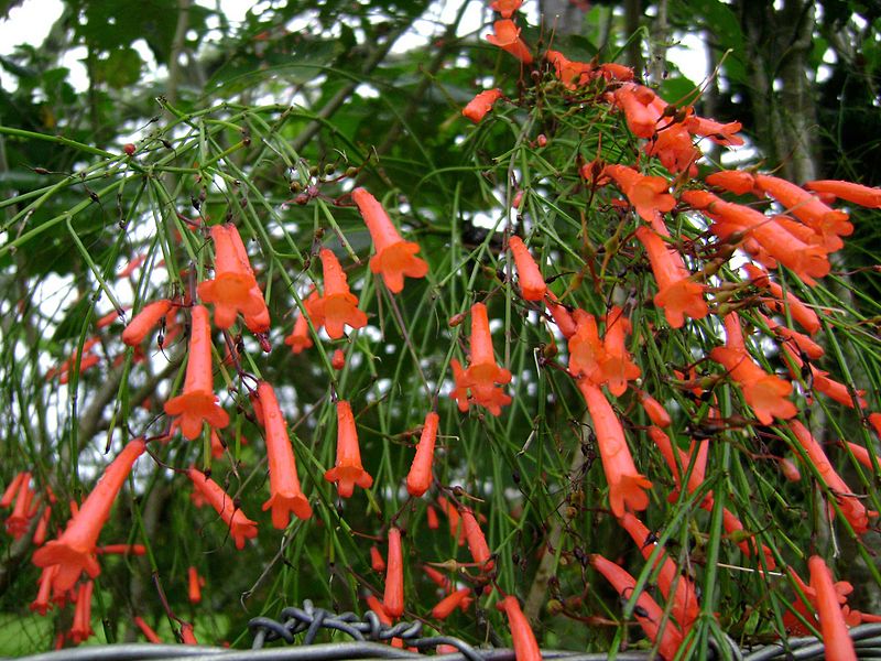 Russelia equisetiformis