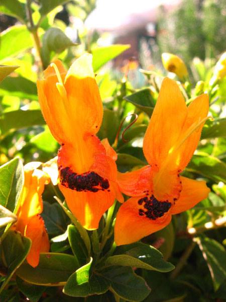 Ruttya Fruticosa laranja