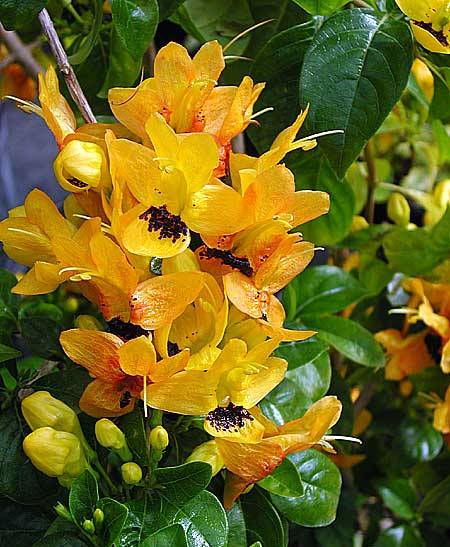 Ruttya fruticosa Yellow