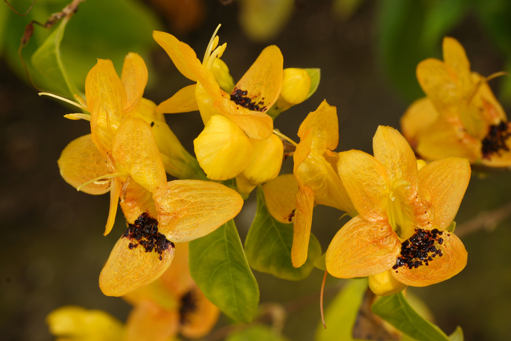 Ruttya fruticosa-amarela