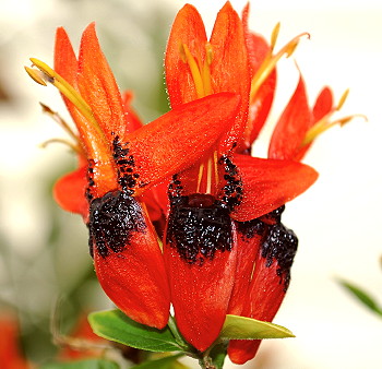 Ruttya fruticosa red