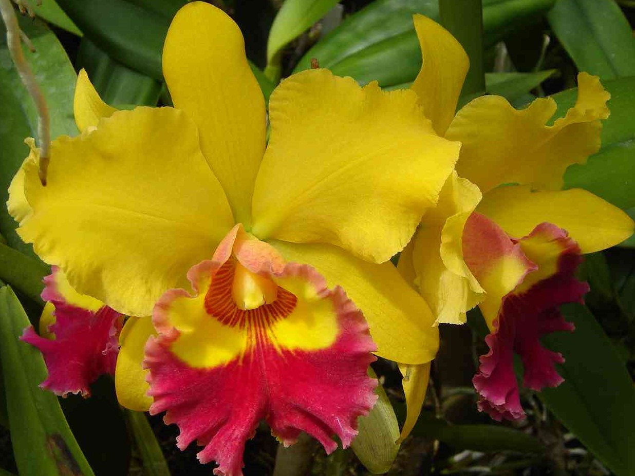 Ryncholaeliocattleya Alma Kee