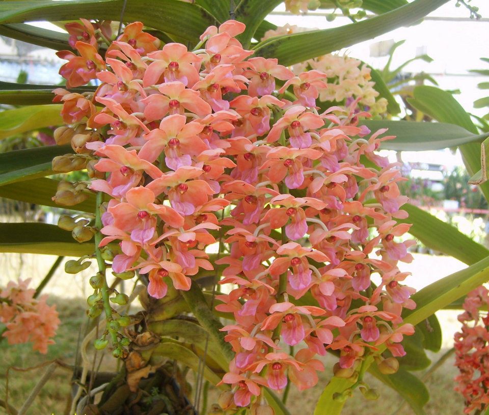 Rynchostylis Gigantea Orange