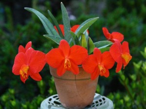 S._coccinea_ (Small)