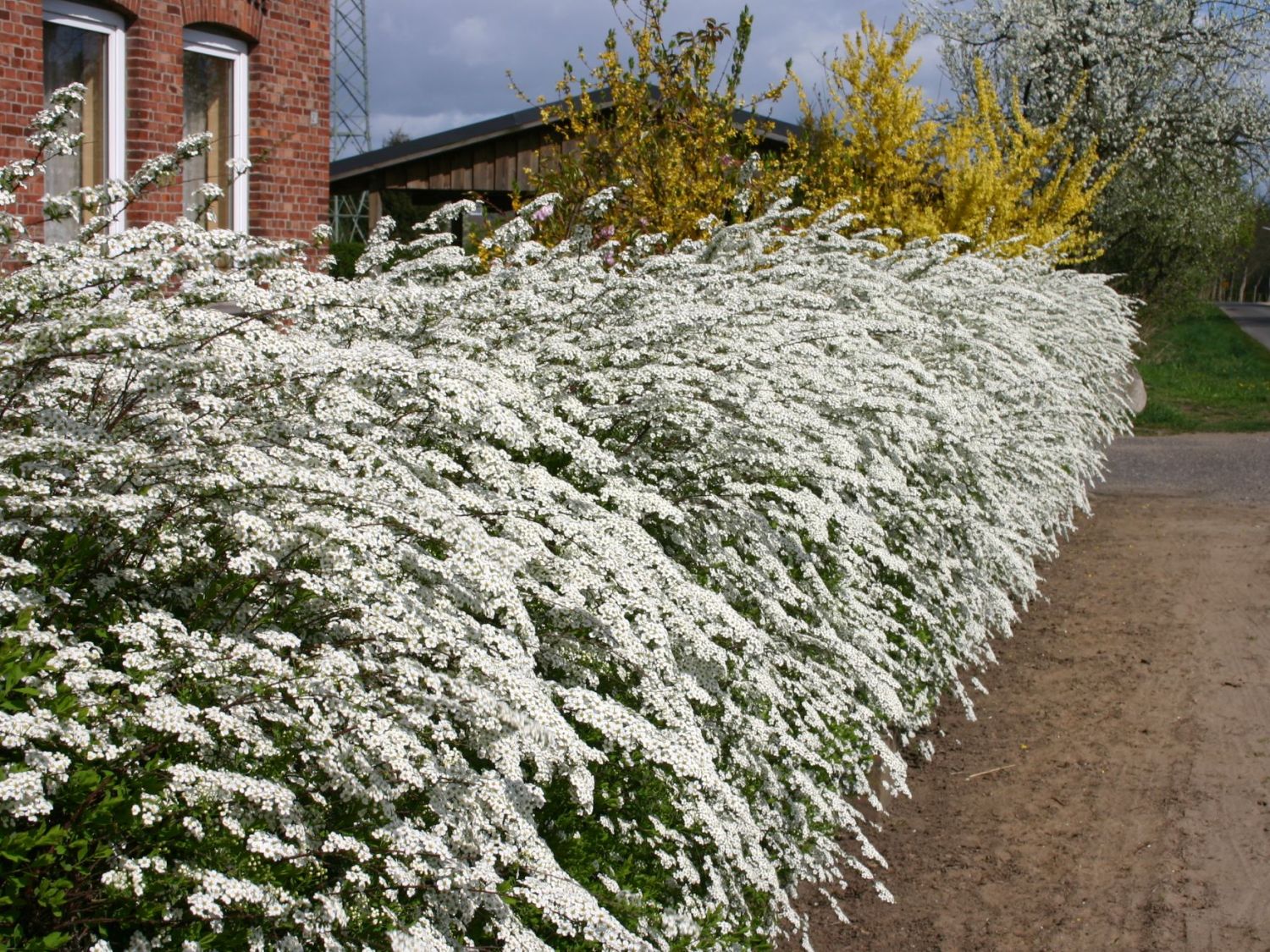 Weiße Rispenspiere 'Grefsheim' - Spiraea cinerea 'Grefsheim'