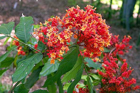 SARACA INDICA