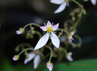 SAXIFRAGA