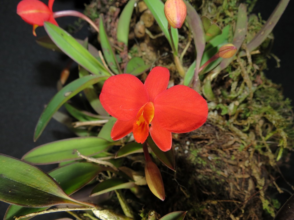 SOPHRONITIS COCCINEA1