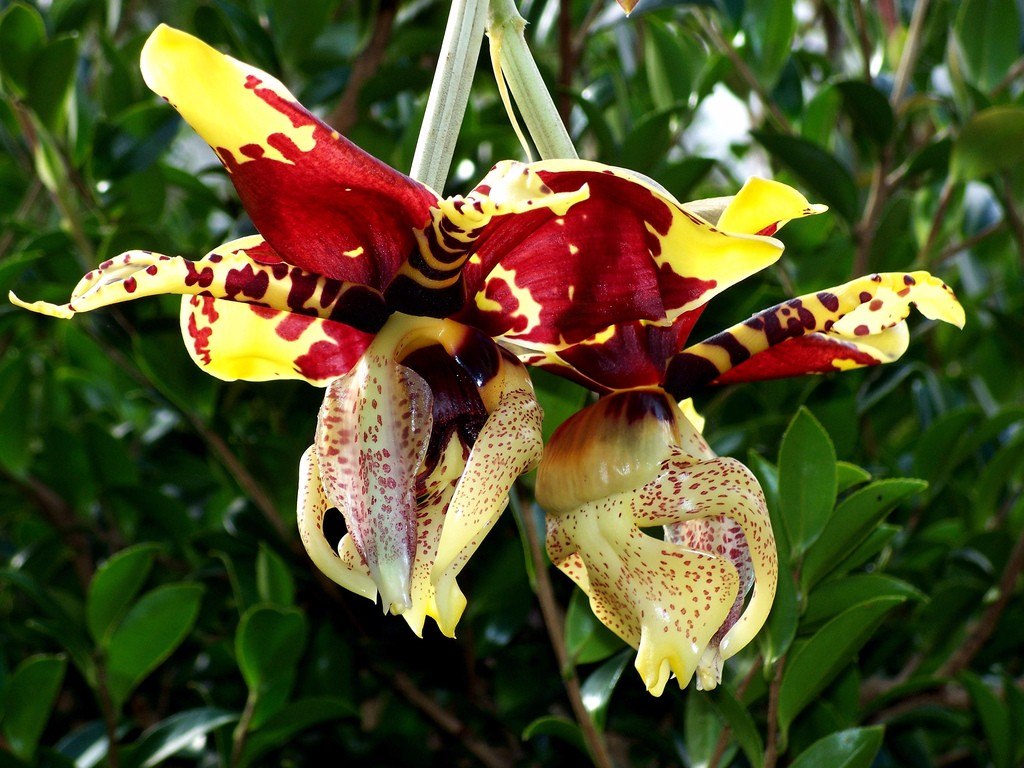 STANHOPEA (TIGRINA X INSIGNIS)