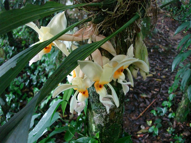 STANHOPEA graveolens