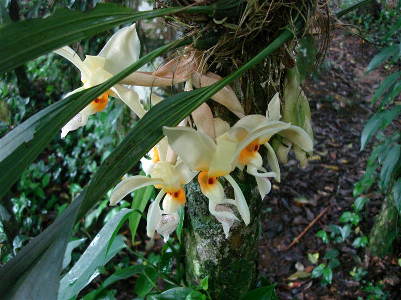 STANHOPEA graveolens