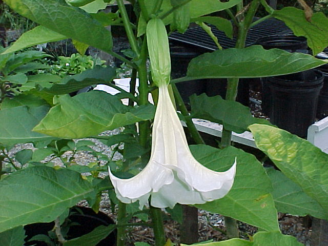 Saia-branca (Brugmansia suaveolens)