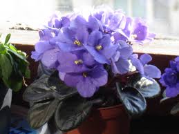Saintpaulia ionantha1