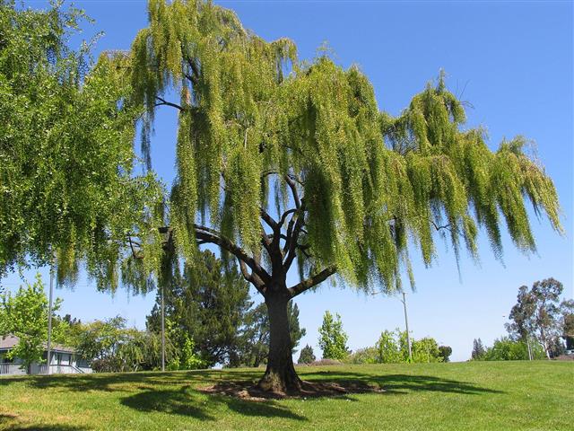 Salgueiro-chorão – Salix x pendulina