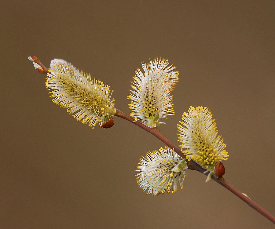 Salix discolor