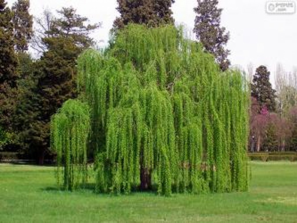 Salix x pendulina