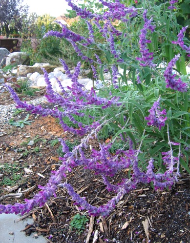 Salvia Leucantha