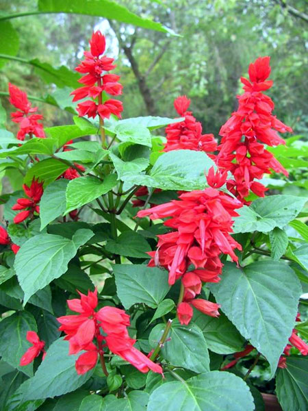 Salvia-Splendens