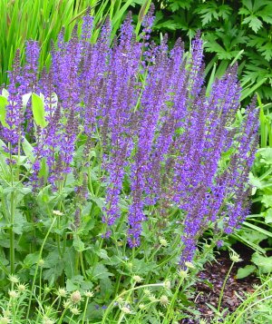 Salvia nemorosa