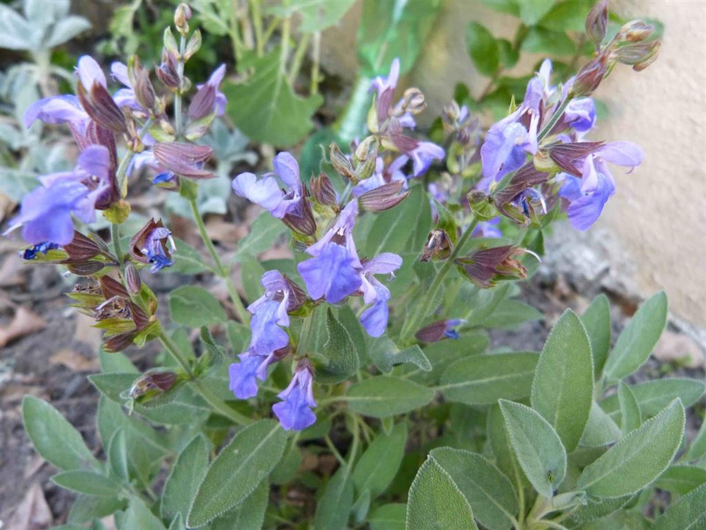 Salvia officinalis L.