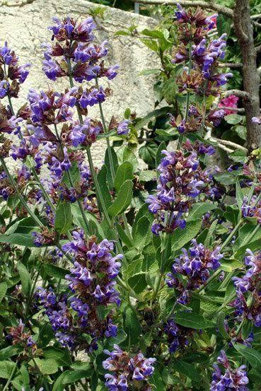 Salvia_Officinalis_