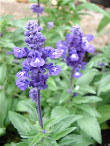 Salvia_farinacea