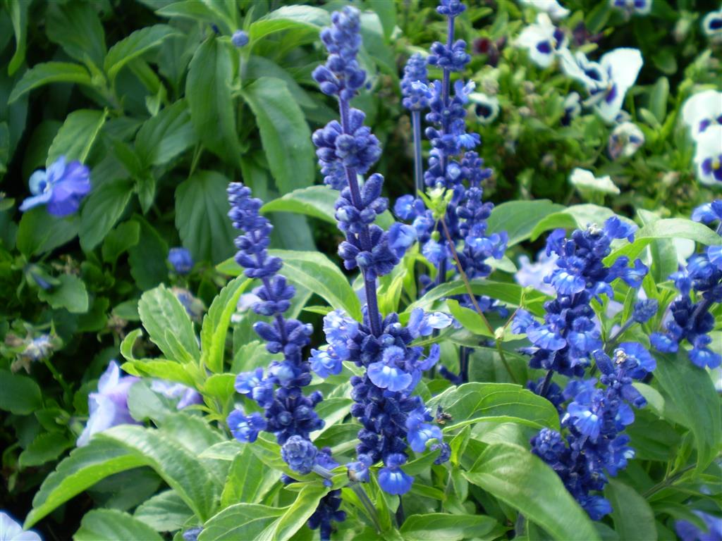 Salvia_farinacea_