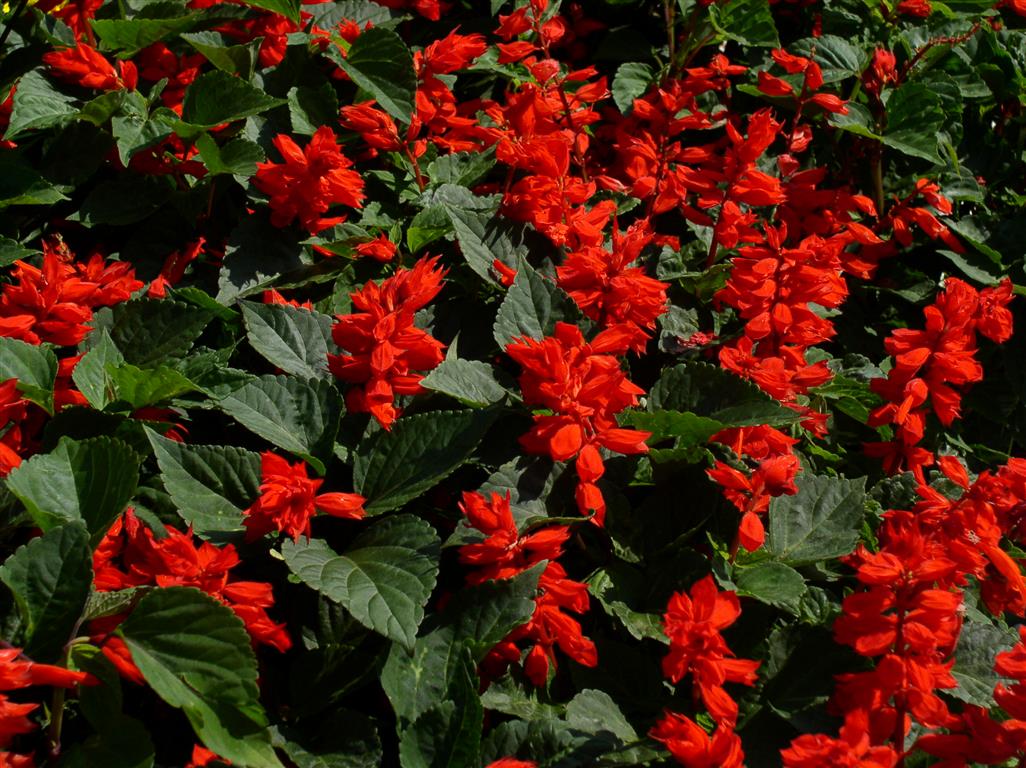 Salvia_splendens1 