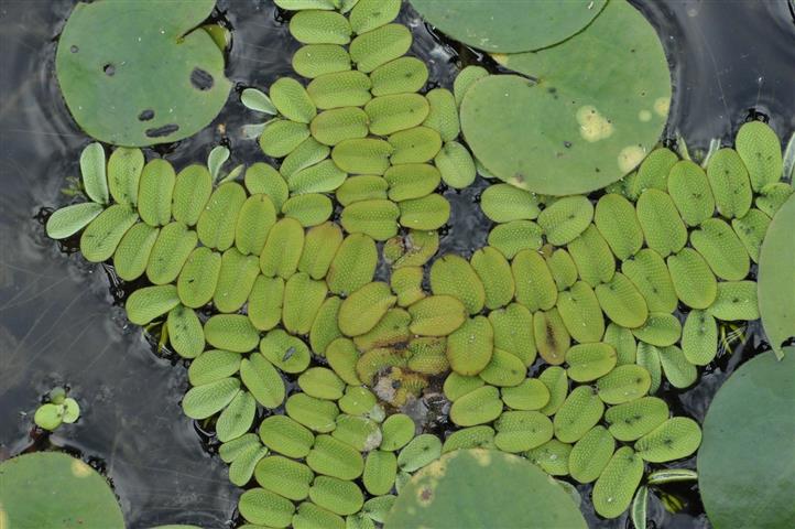 Salvinia-Auriculata 1