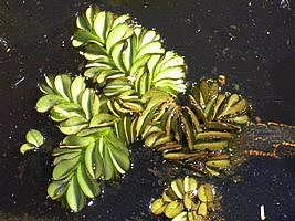 Salvinia SP