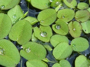 Salvinia