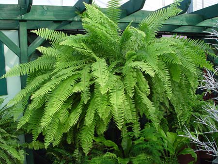 Samambaia americana (Nephrolepis-Exaltata)