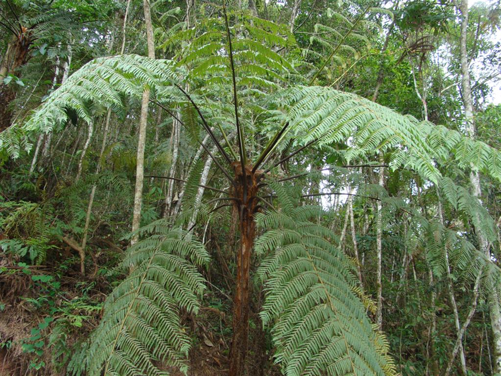 Samambaiaçu (Dicksonia sellowiana)