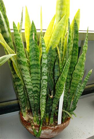 Sansevieria trifasciata