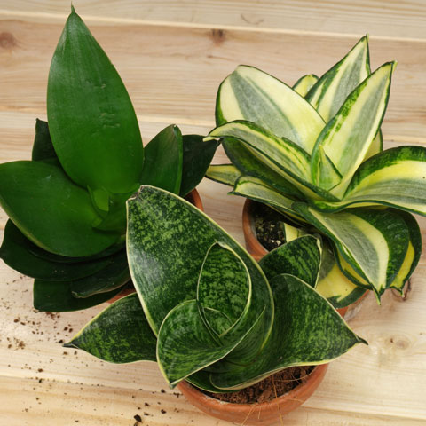 Sansevieria-trifasciata-Hahnii-480