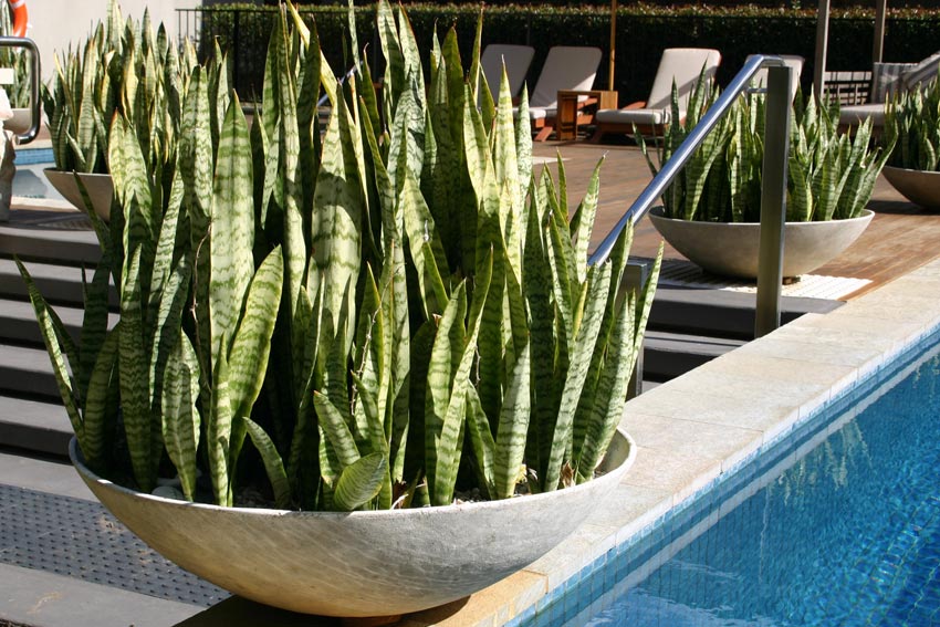 Sansevieria trifasciata