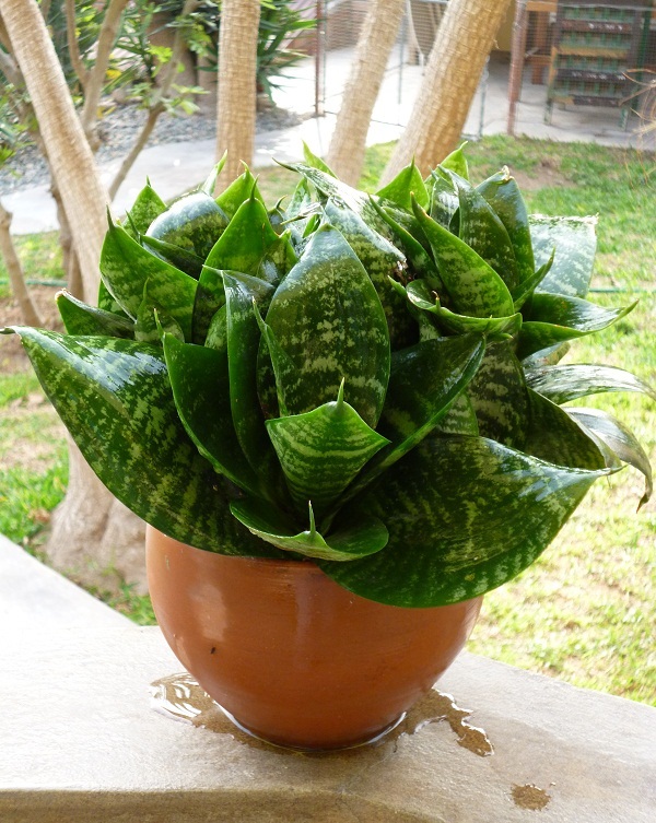 Sansevieria trifasciata11