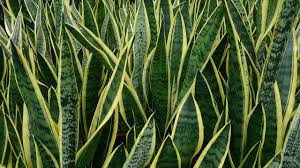 Sansevieria trifasciata