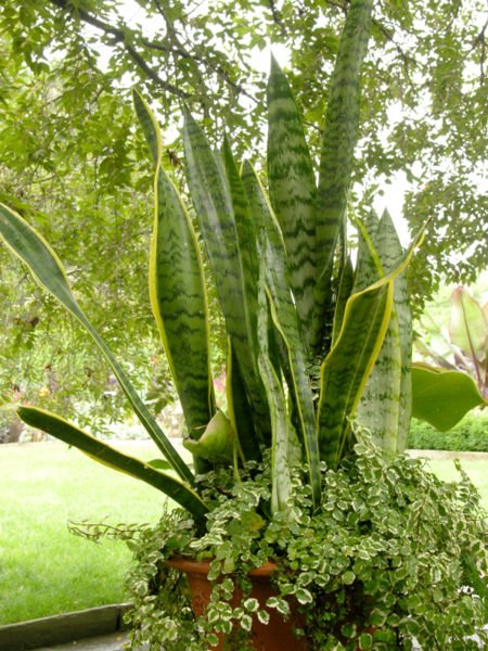 Sansevieria_trifasciata