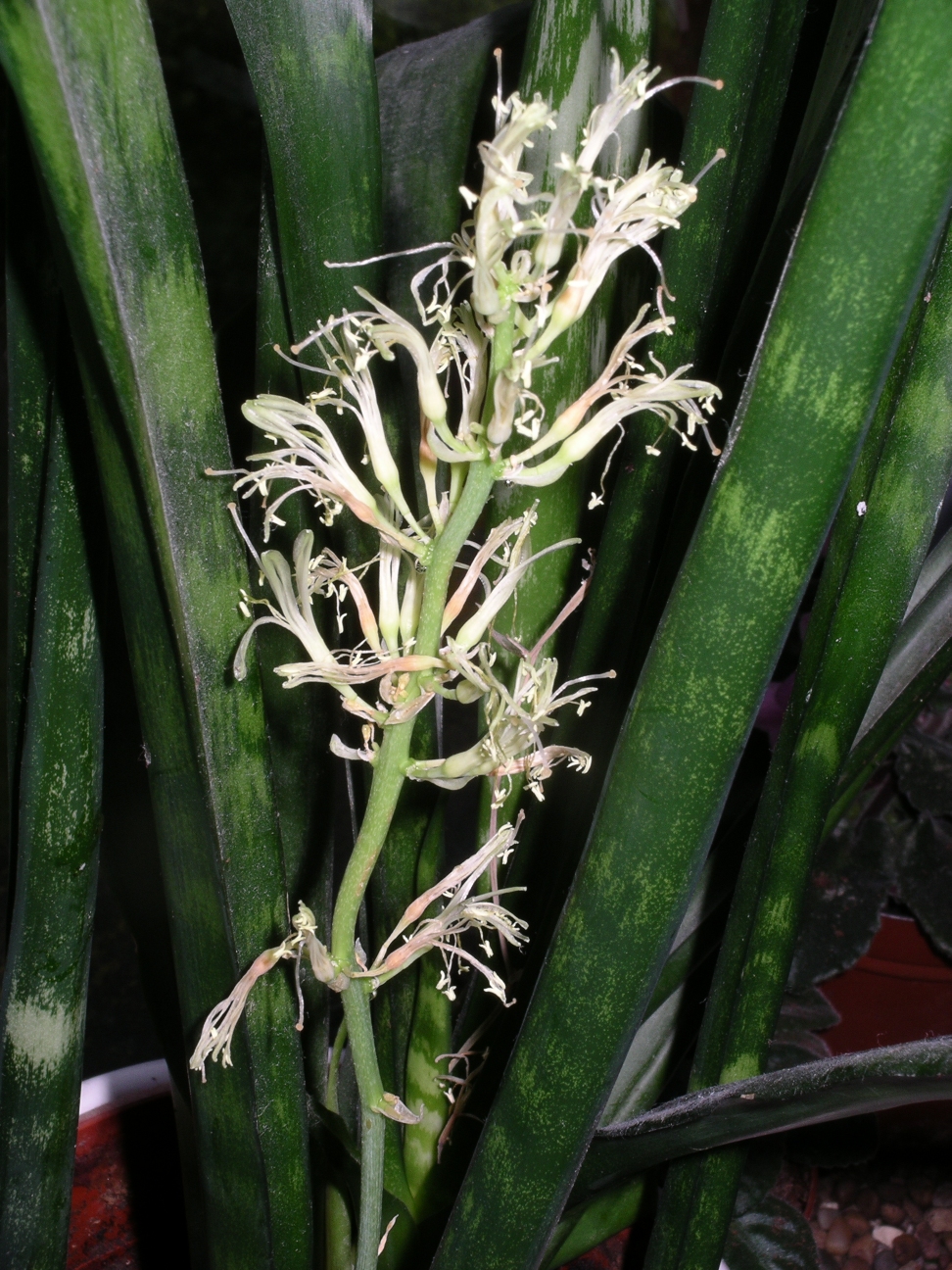 Sansevieria_trifasciata_flores