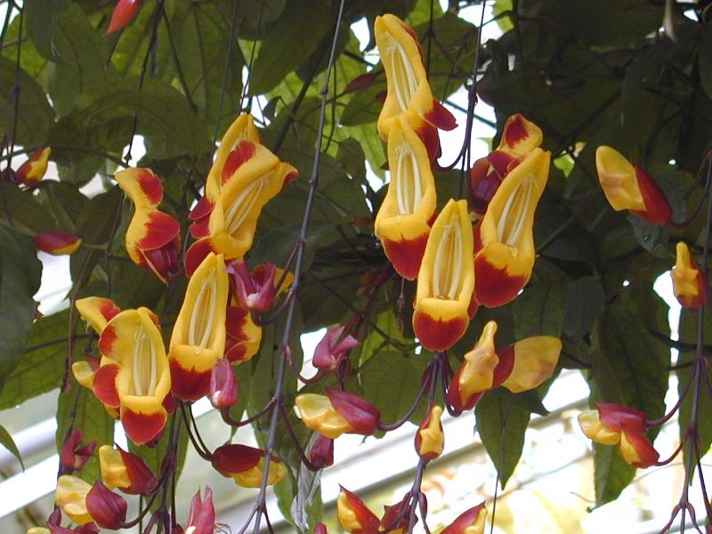 Sapatinho-de-judia (Thunbergia mysorensis)